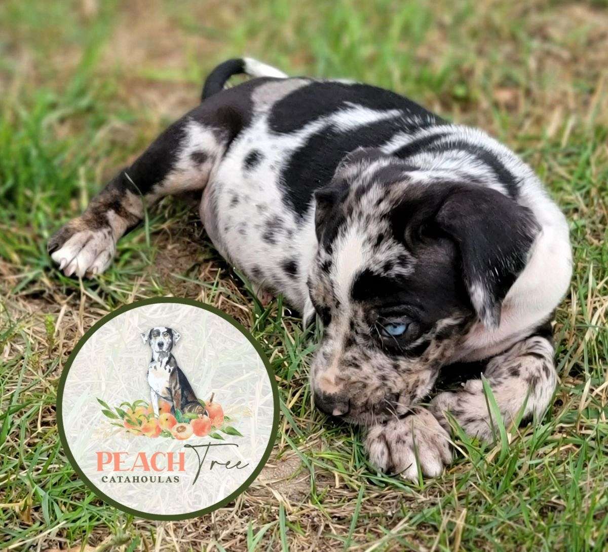 Nalc Registered Peach Tree Catahoulas