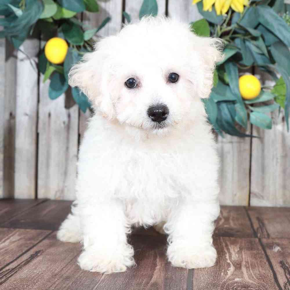 Rhett, Bichon