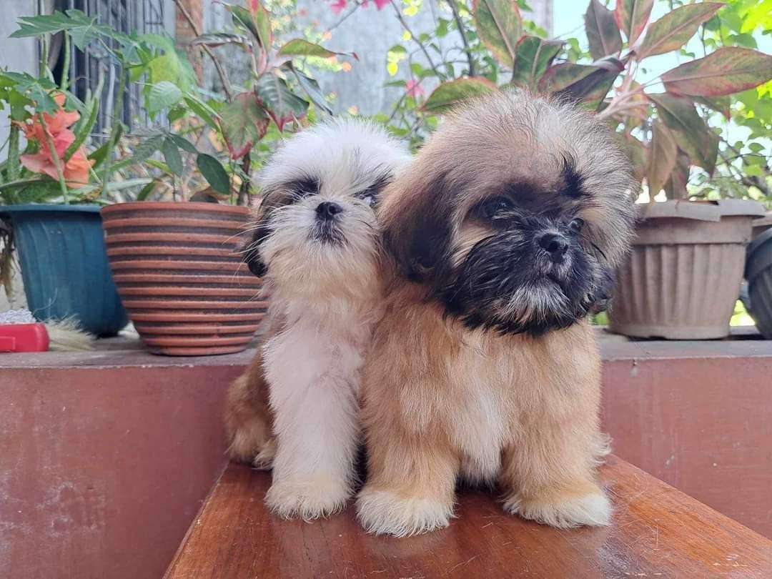 Teacup Shih Tzu