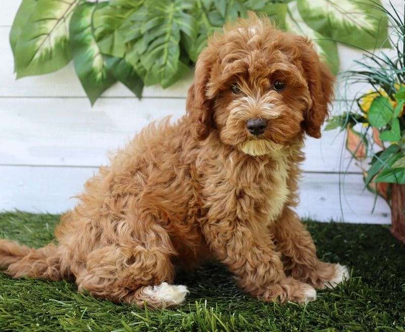 Willow Female Cavapoo