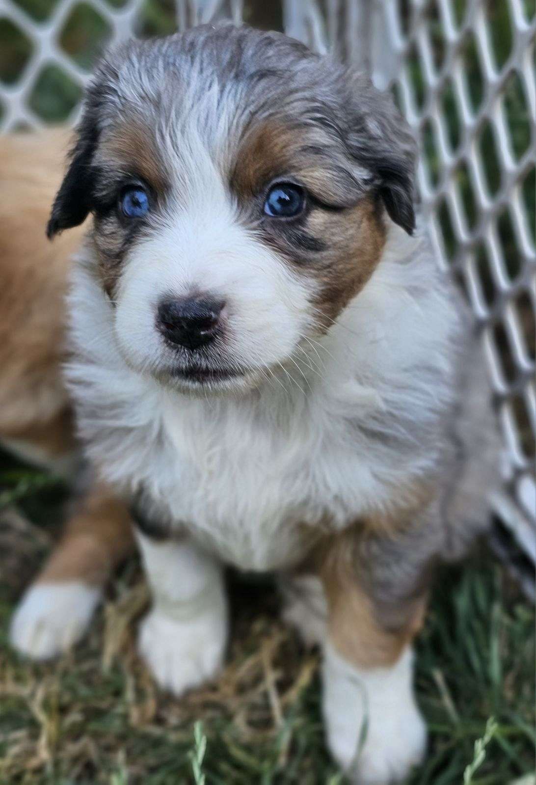 Purebred Standard size Australian Shepherd puppy, taking deposits now!
