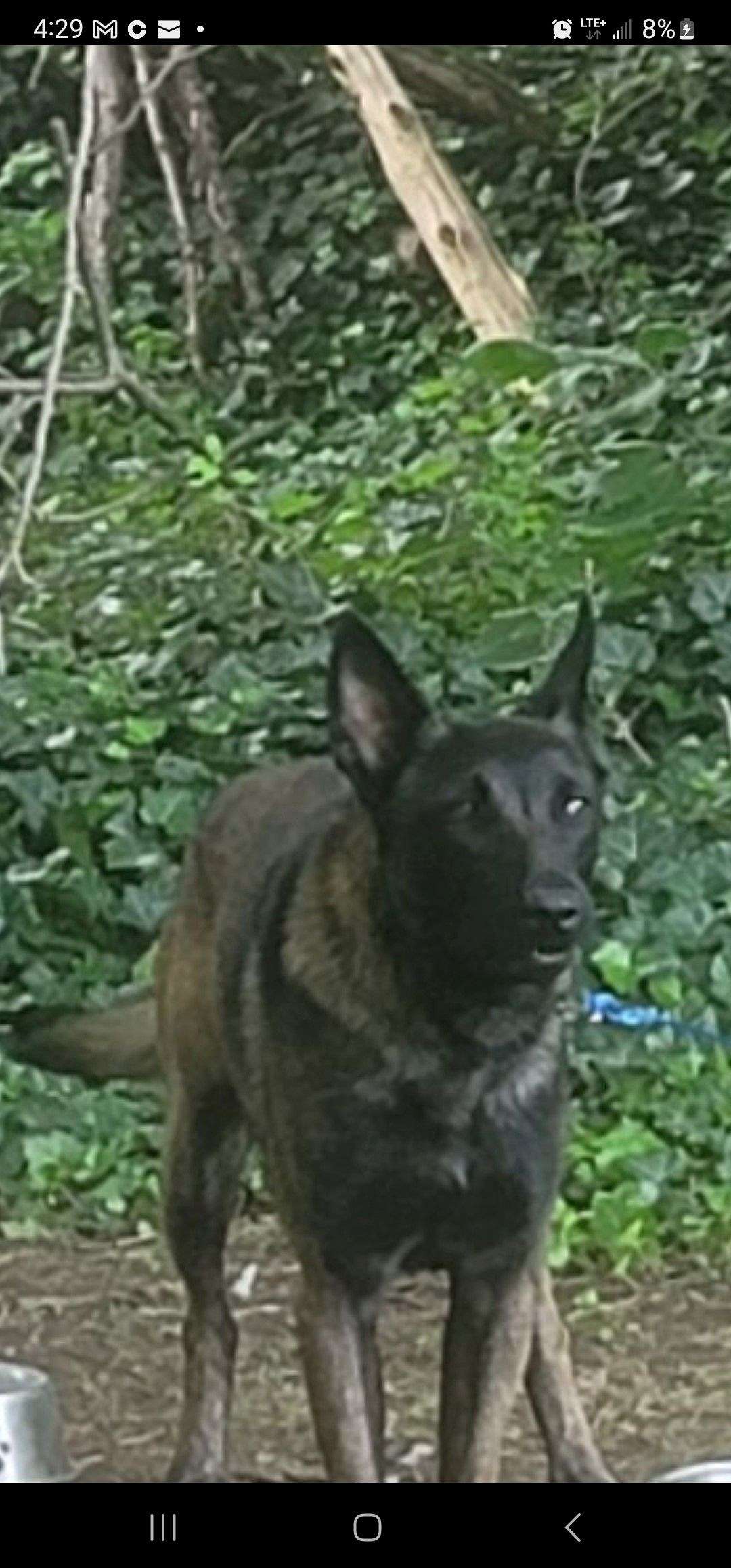 Star Belguim Malinois star-belguim-malinois