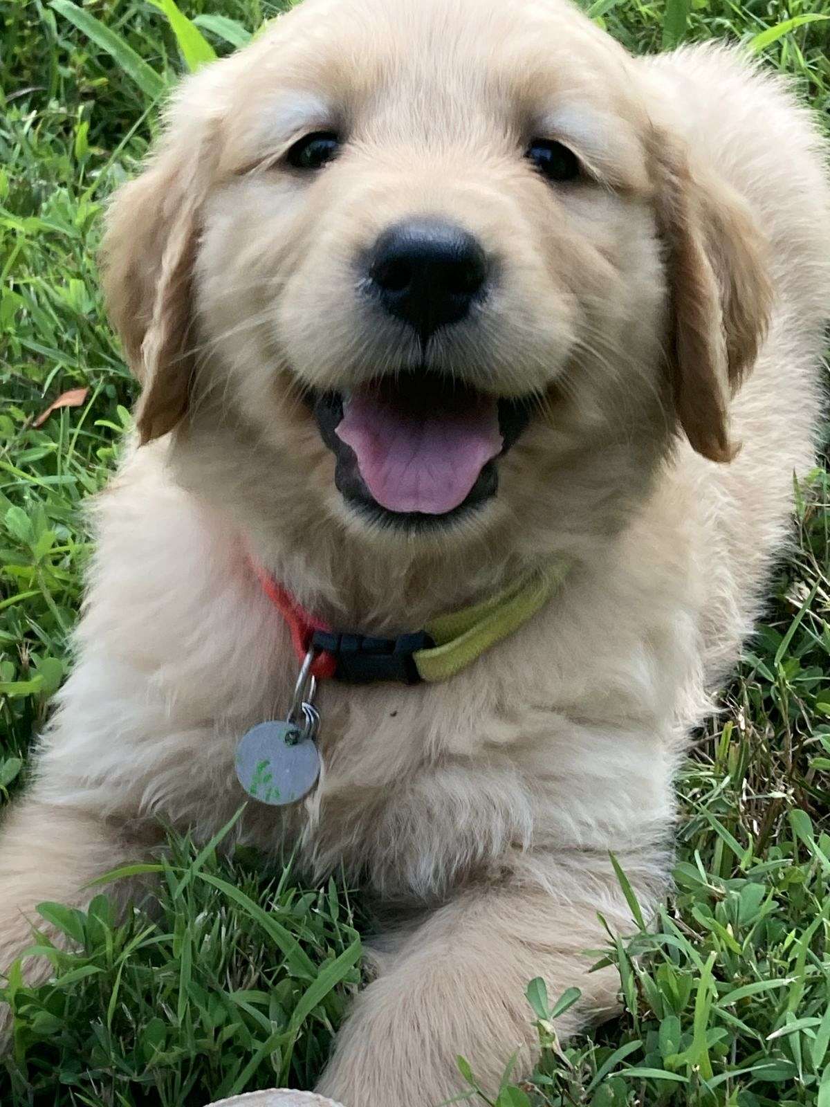 AKC Golden Retriever puppoes