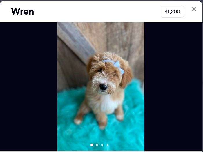 WrenMini Goldendoodle