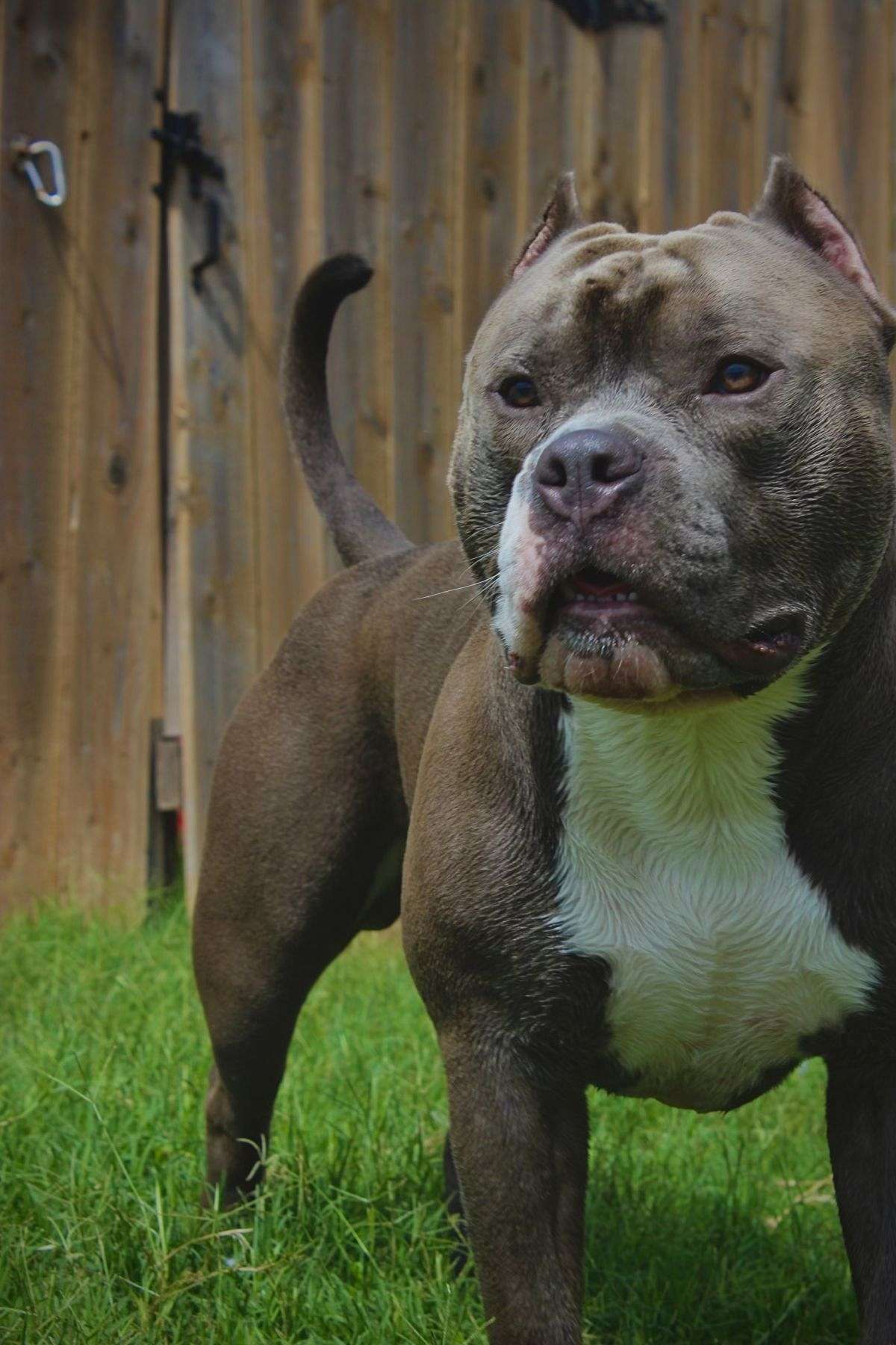 King Kilo - American Bully STUD