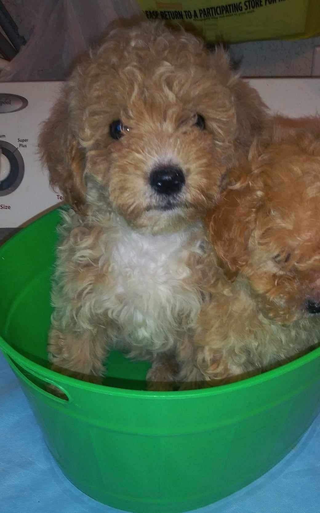 Toy poodle puppy
