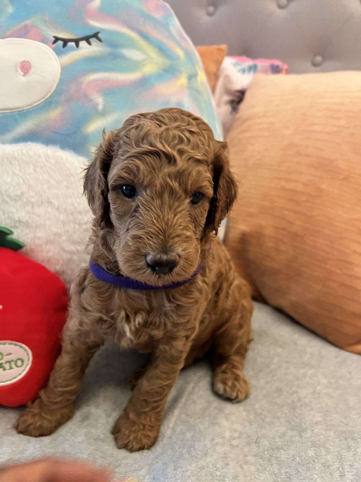 Ahdystandard Poodle Puppies For Sale Ohio 00 - lj3n6qc