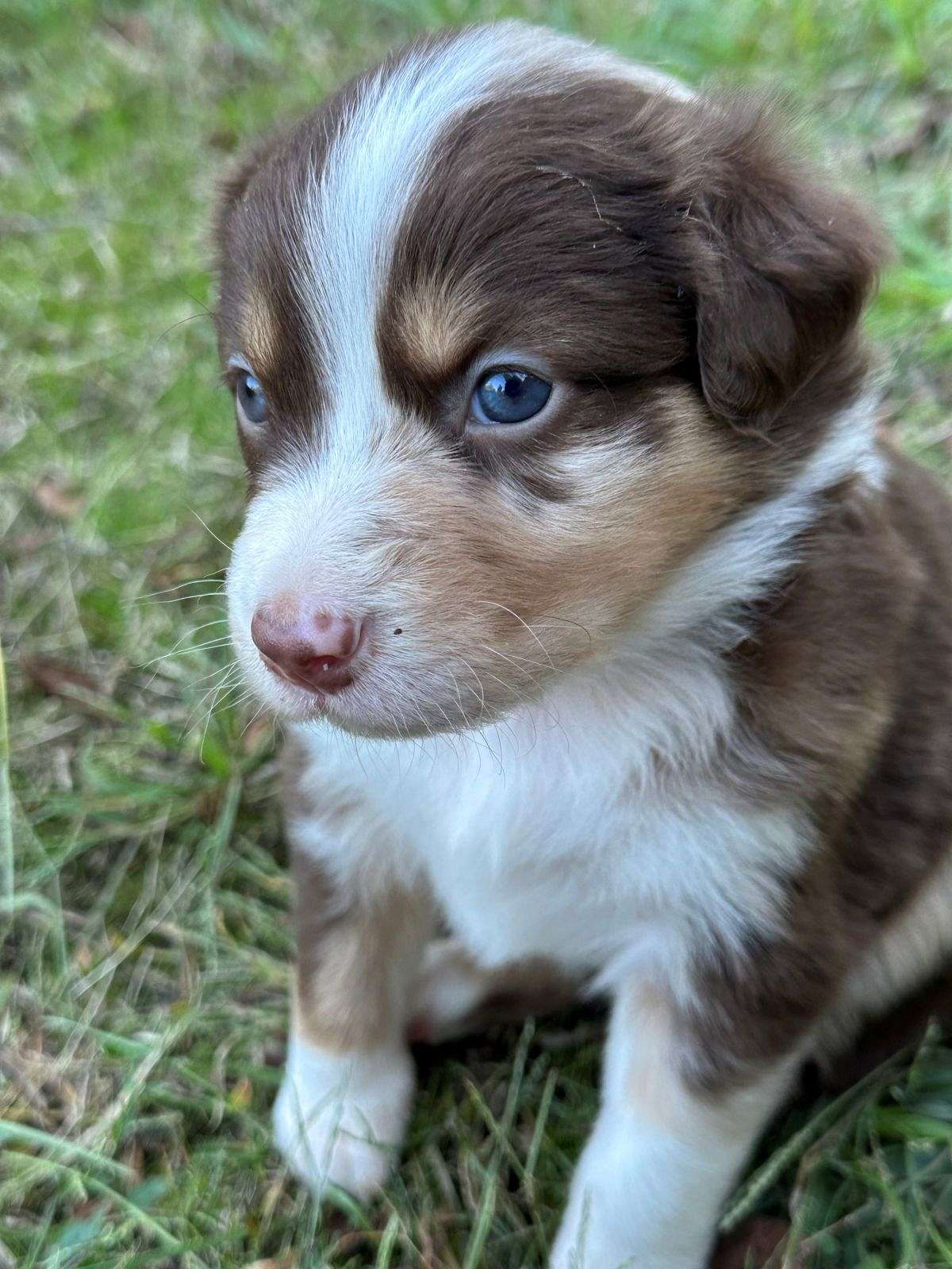 Standard Australian Shepherd Red Merle Female