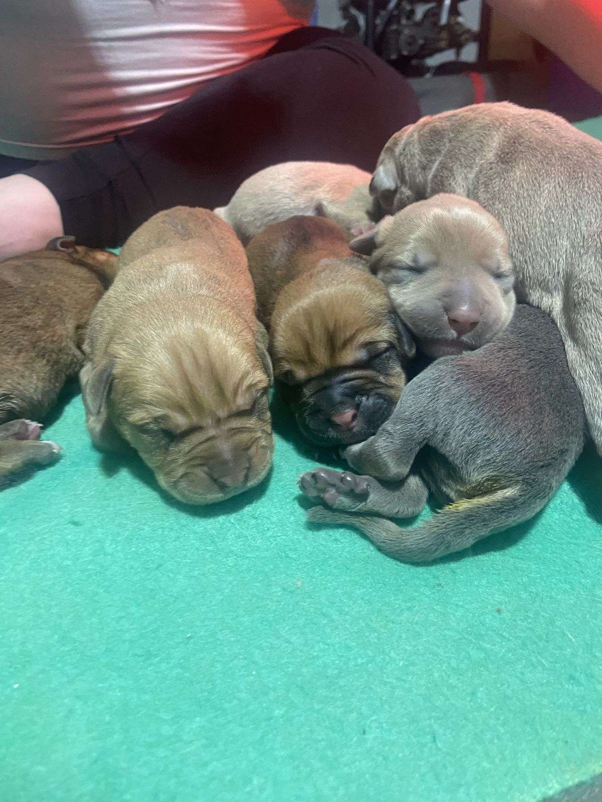 Cane corso mix puppies.