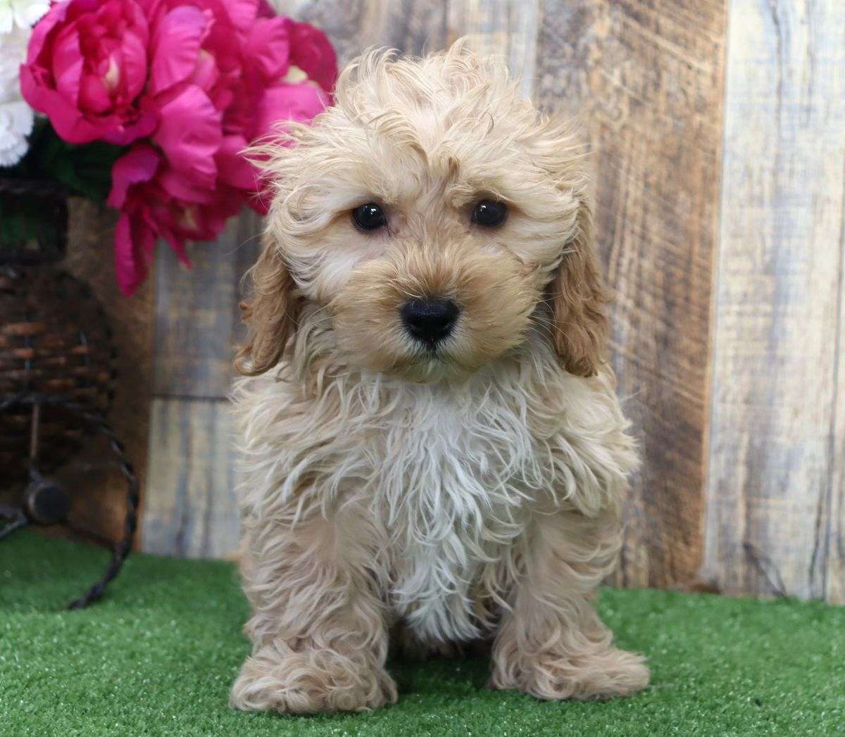 Stella Female Cavapoo