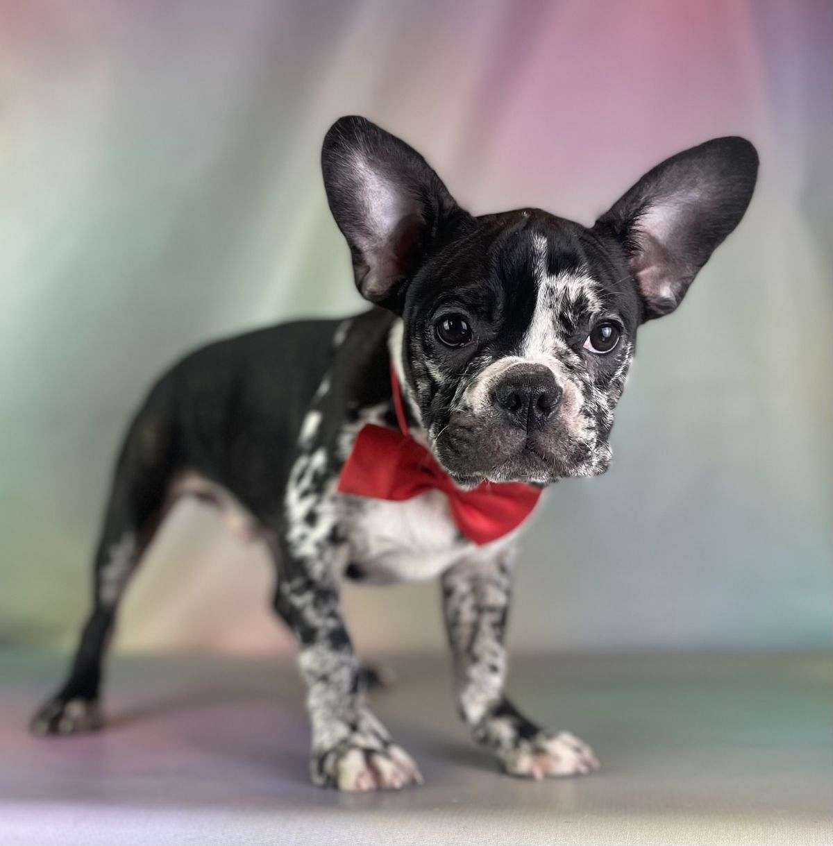 Wilson Male Frenchton