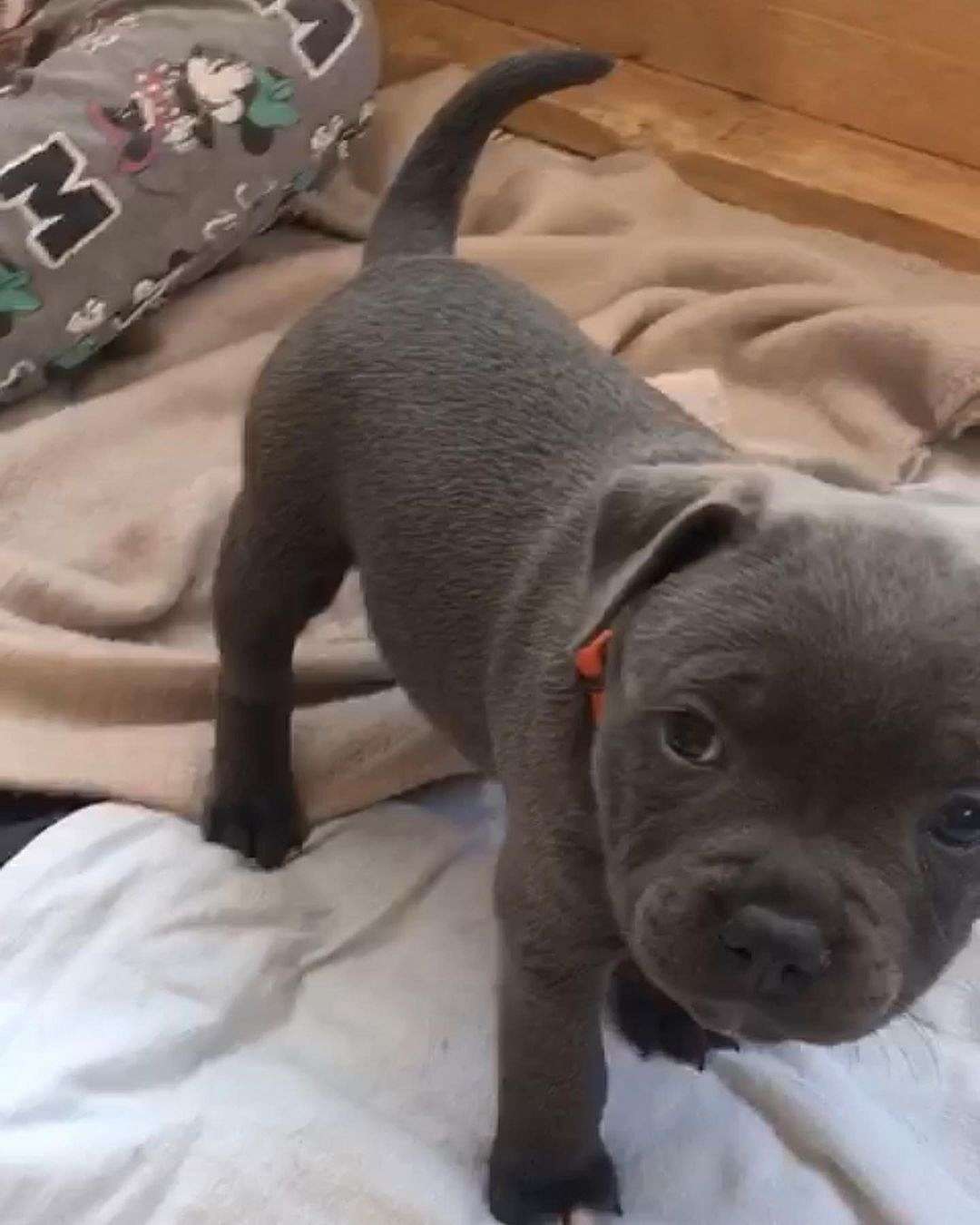 Staffordshire Bull Terrier Puppy