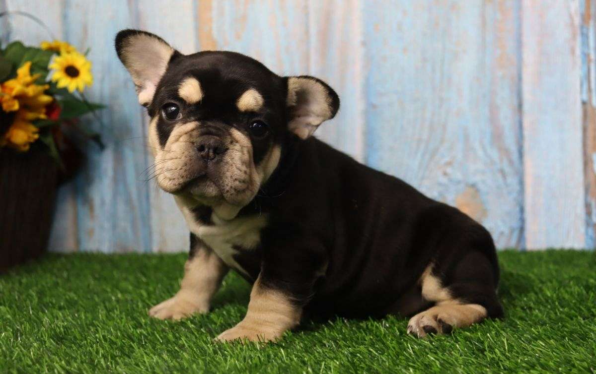 Darla Female French Bulldog