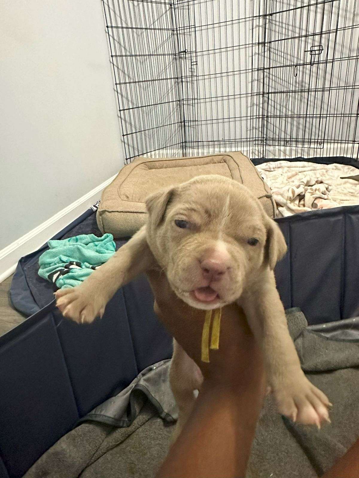 potty trained american staff