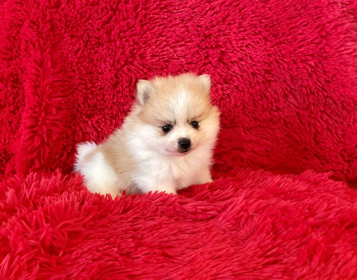 Pomeranian Puppies