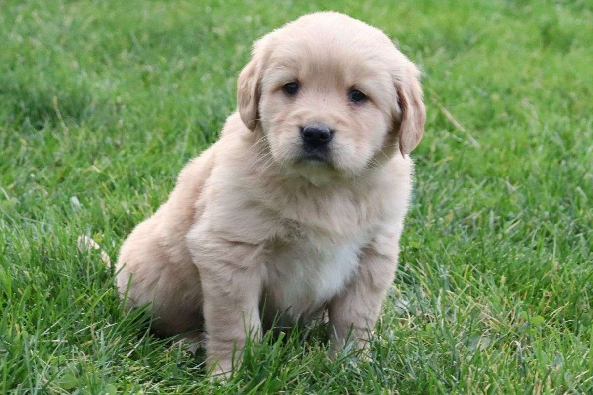 Jarod Male Golden Retriever