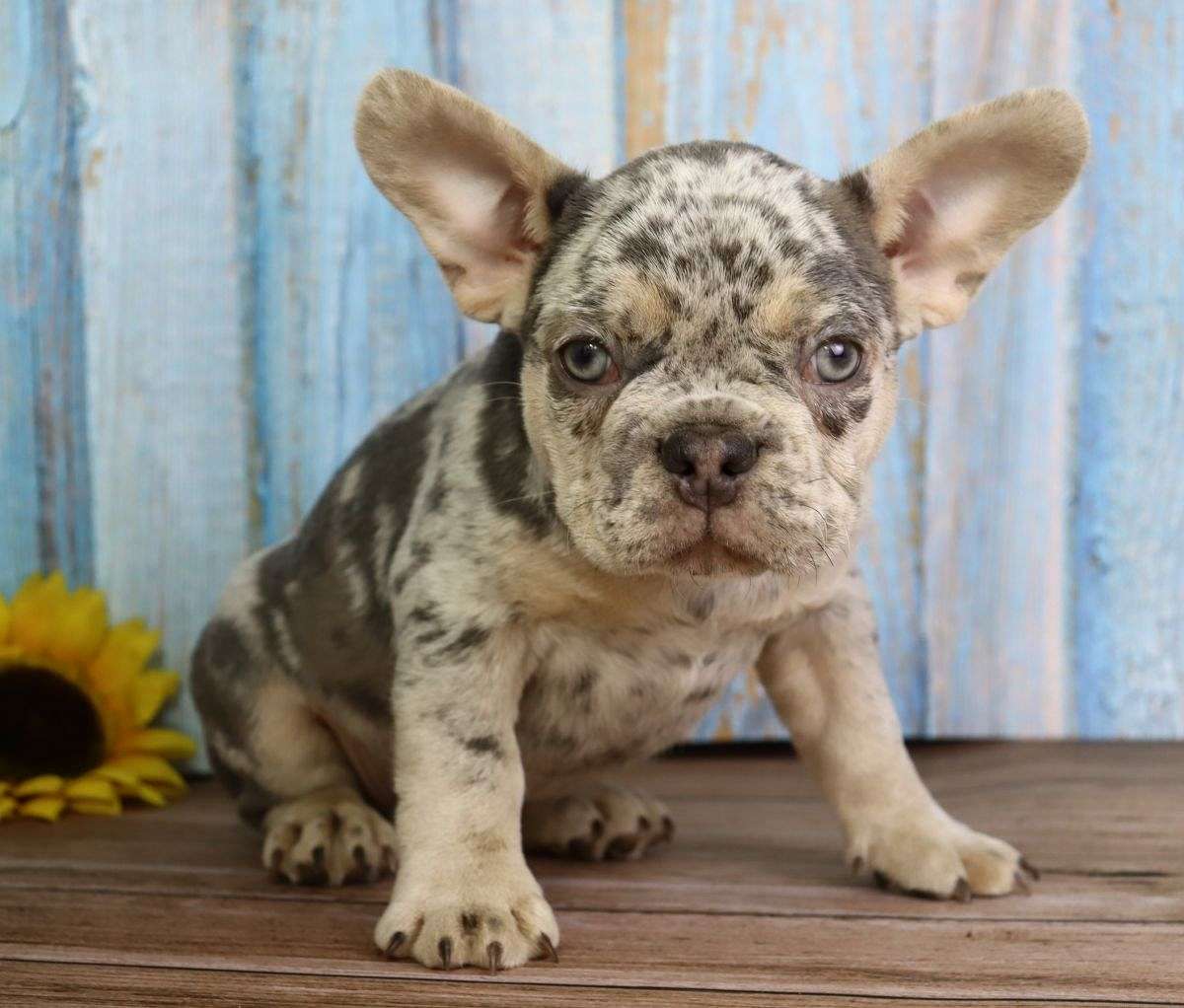 Scottie Male French Bulldog