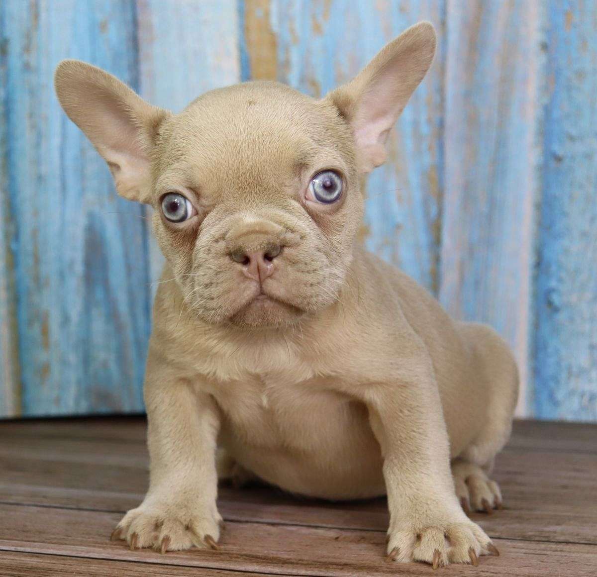 Pedro Male French Bulldog