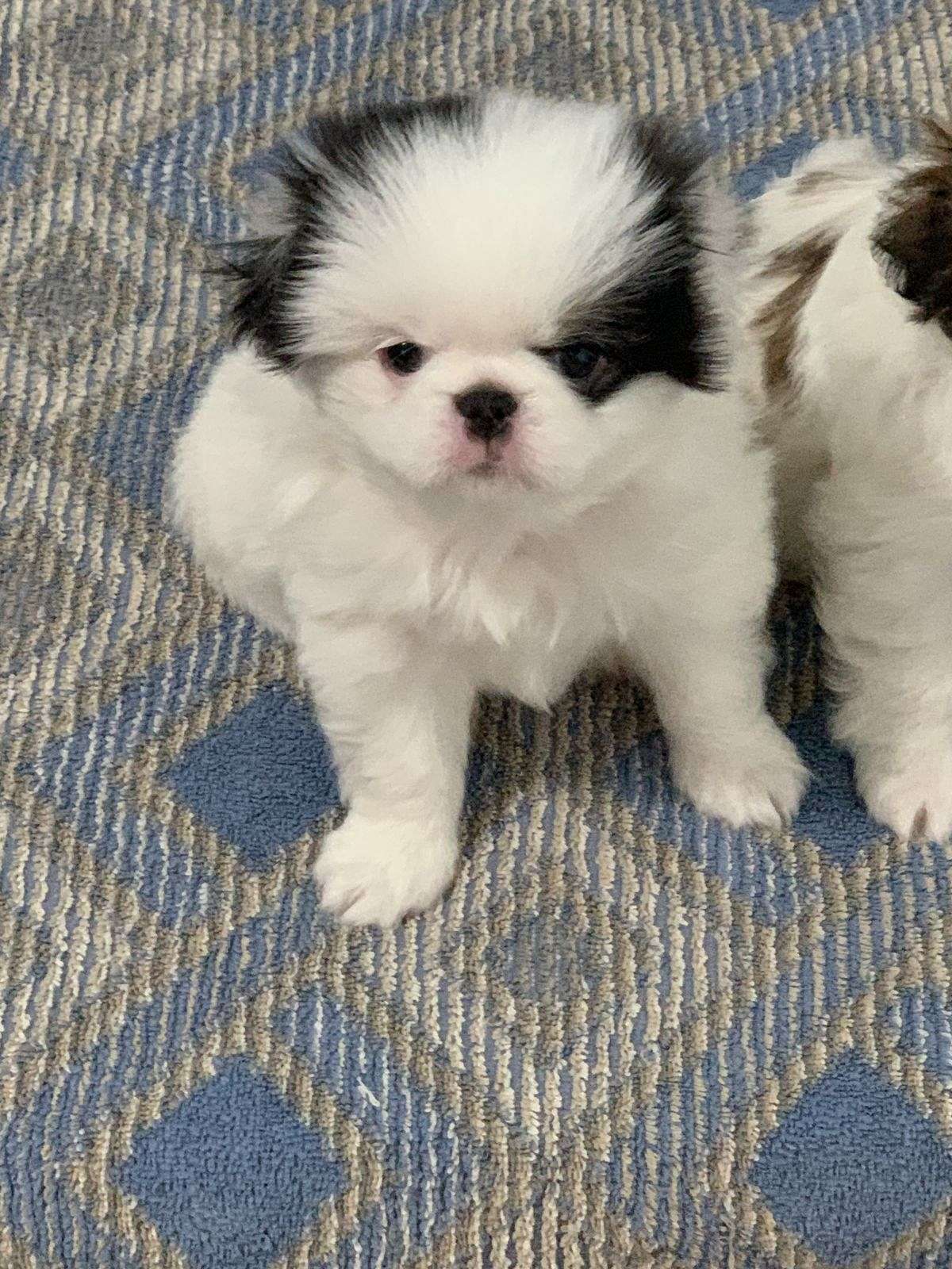 Japanese Chin Male Sable/White 