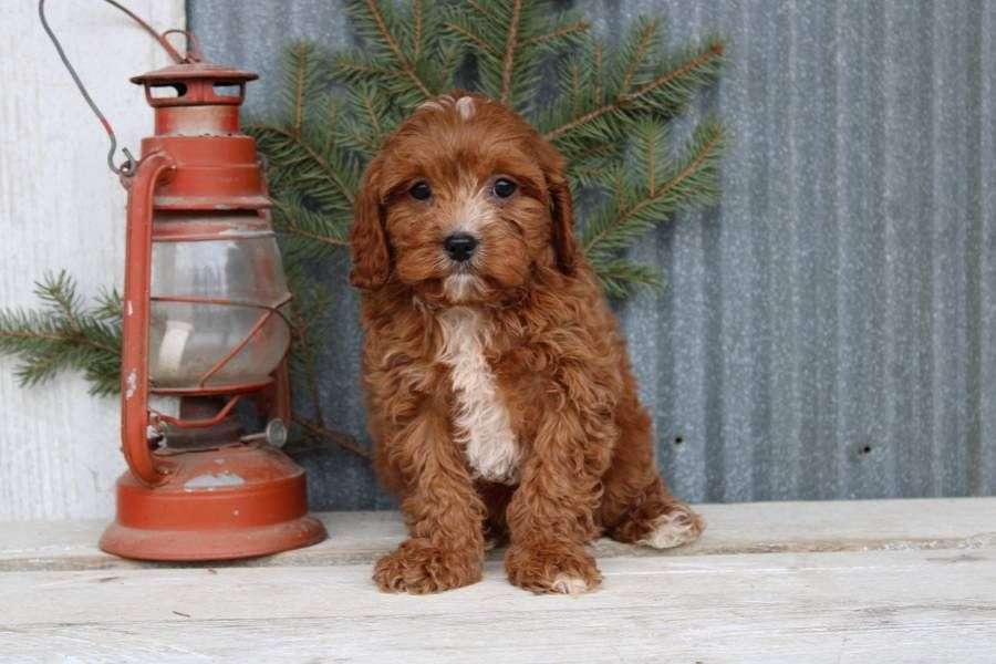 Clove Male Cavapoo