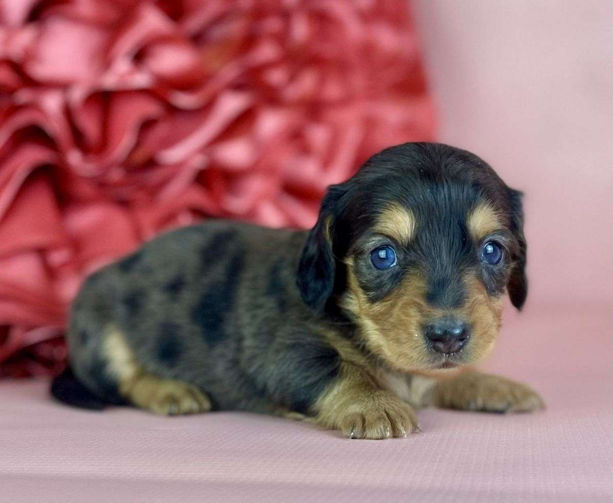 Arrow Male Mini Dachshund