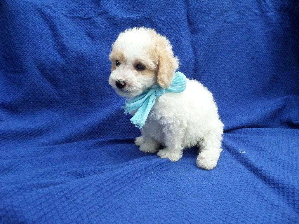 Maltipoo puppies