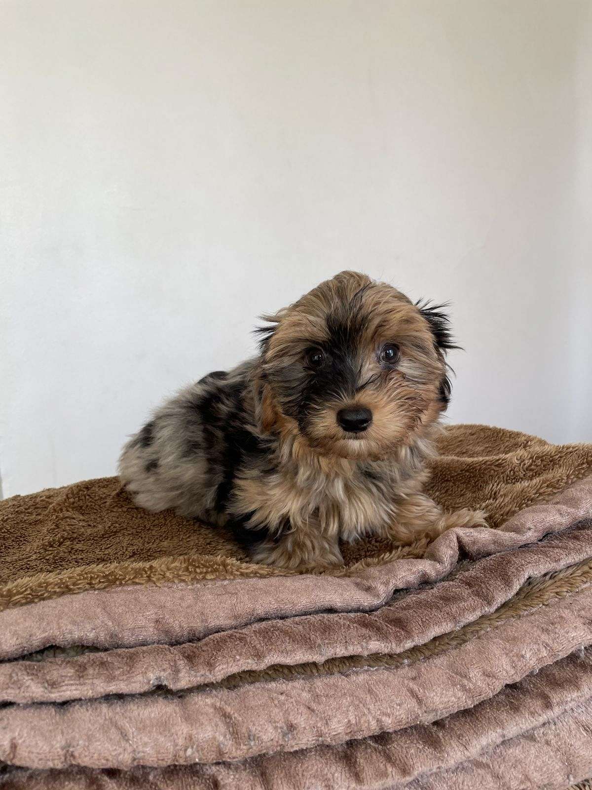 Cuddly Yorkie Puppies