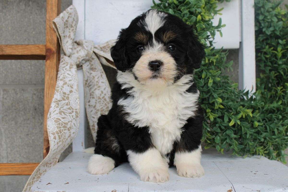 Lola Female Mini Bernedoodle