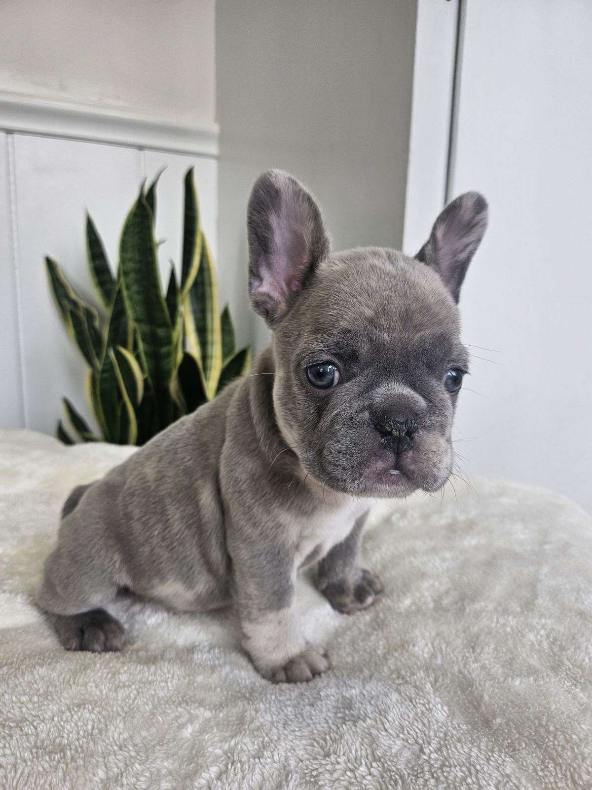 Quinton Male French Bulldog