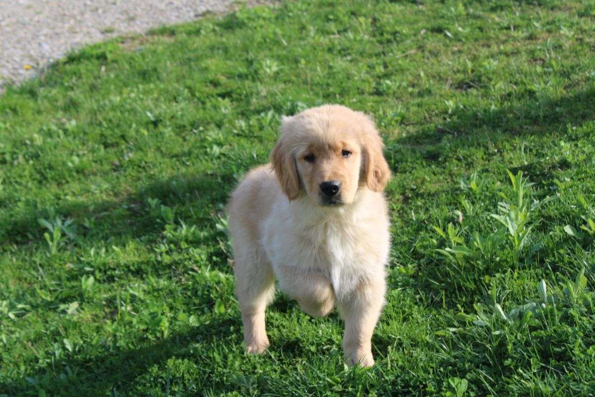Ollie Male Golden Retriever