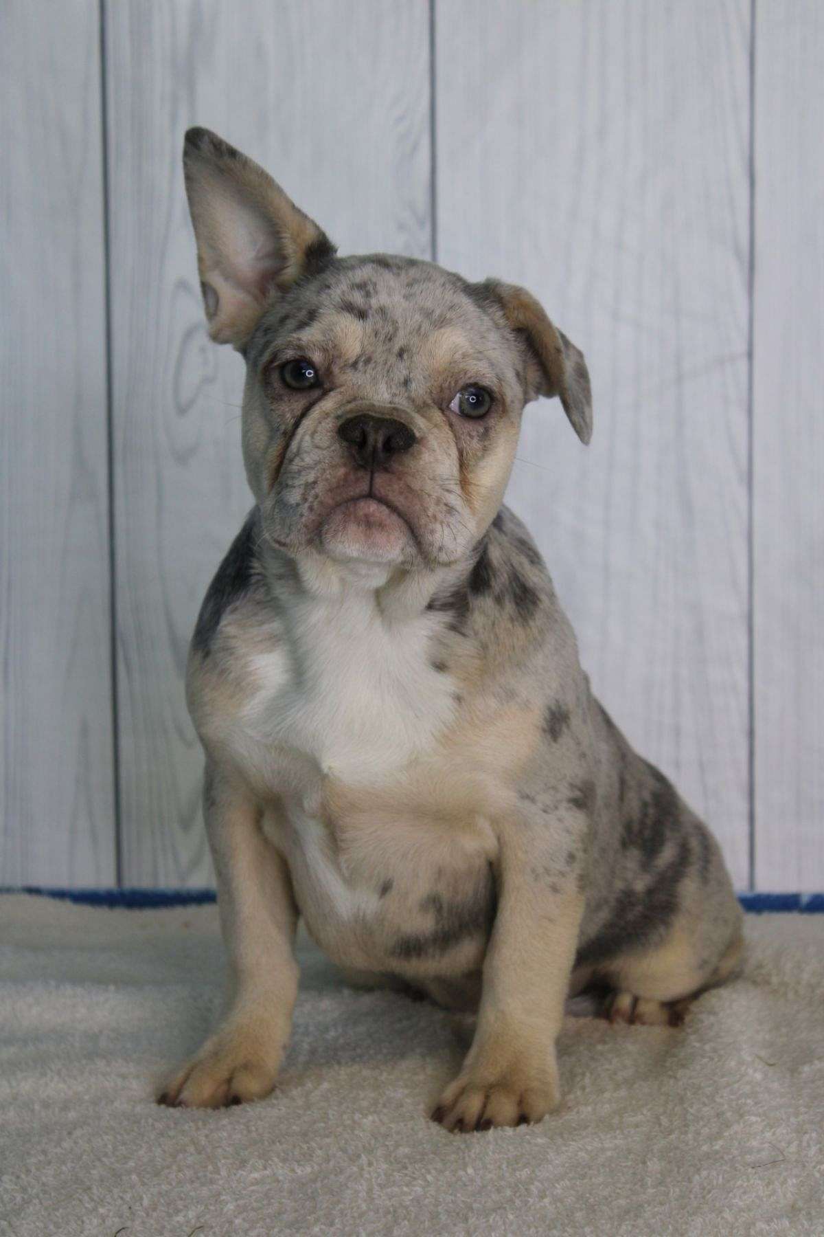 Sunny Female AKC French Bulldog