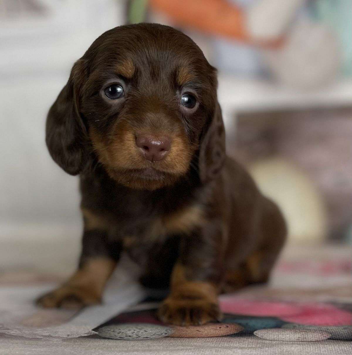 Dolly Female AKC Mini Dachshund