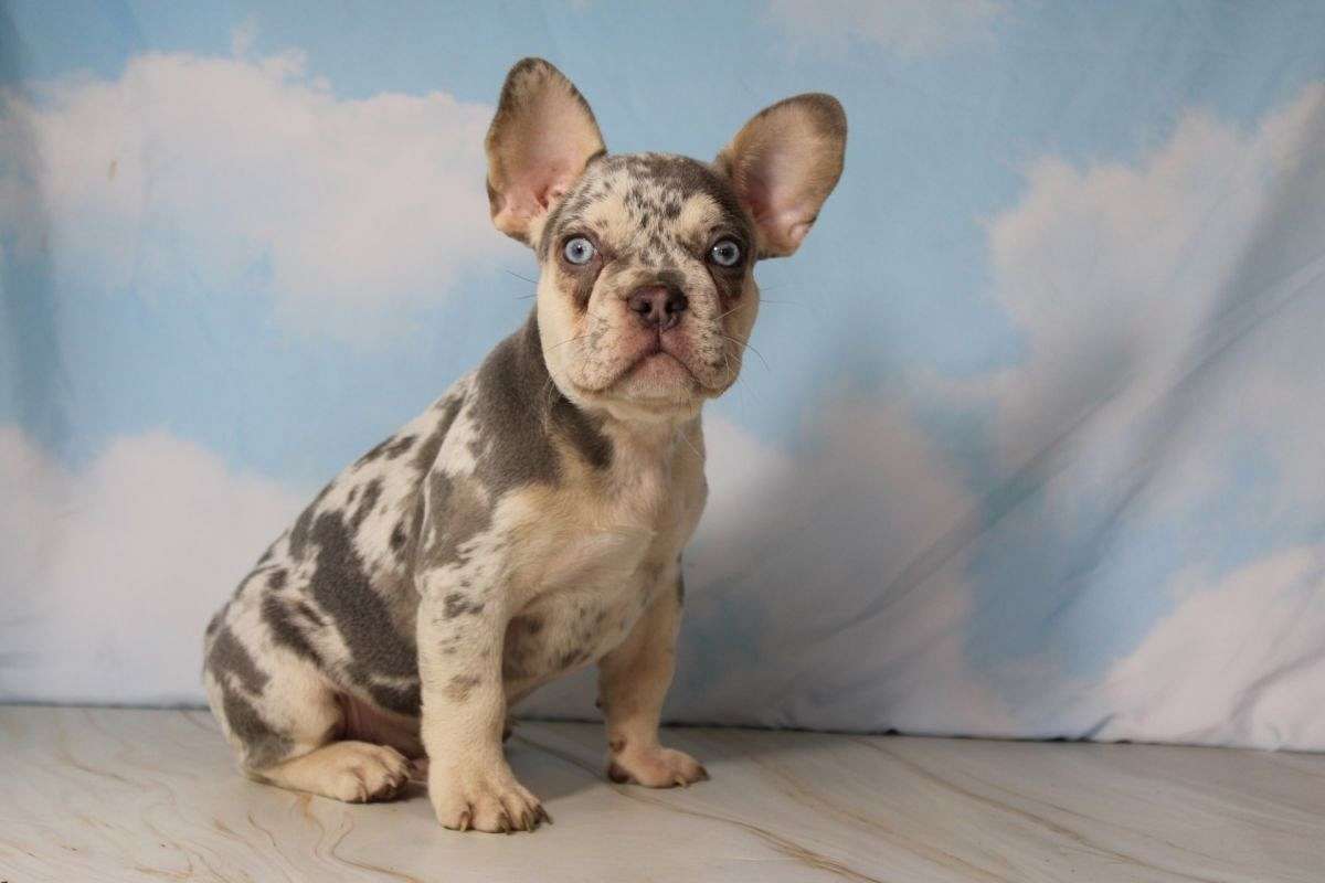 Freckles Male AKC French Bulldog