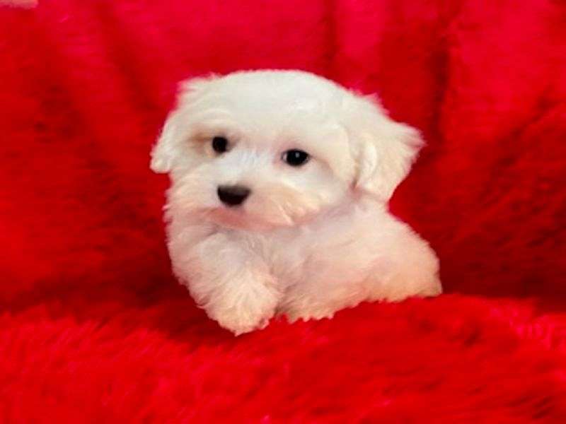 Maltese Puppies