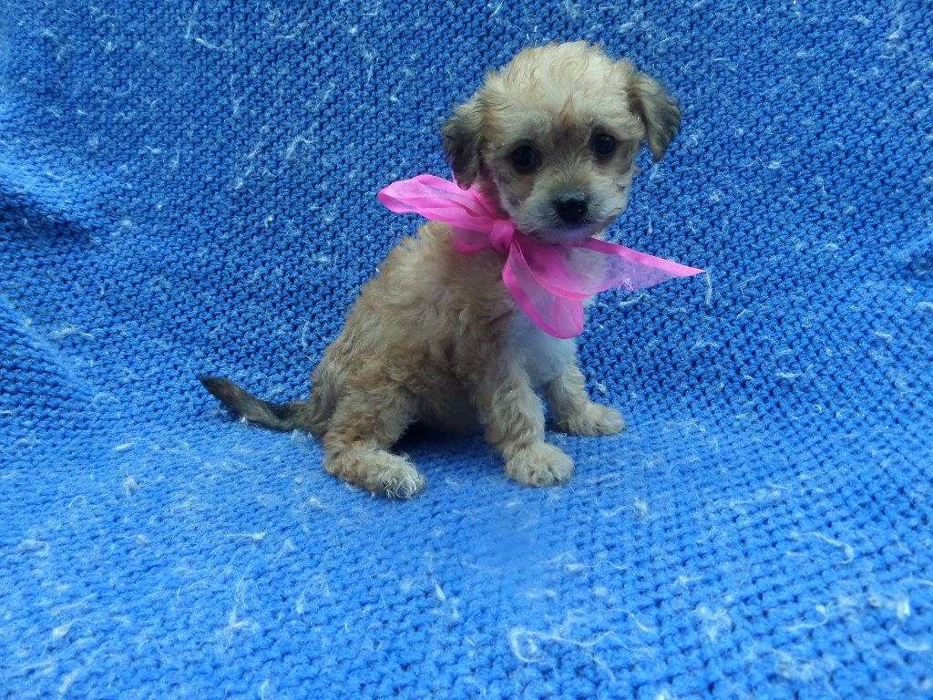 YorkiePoo Puppies