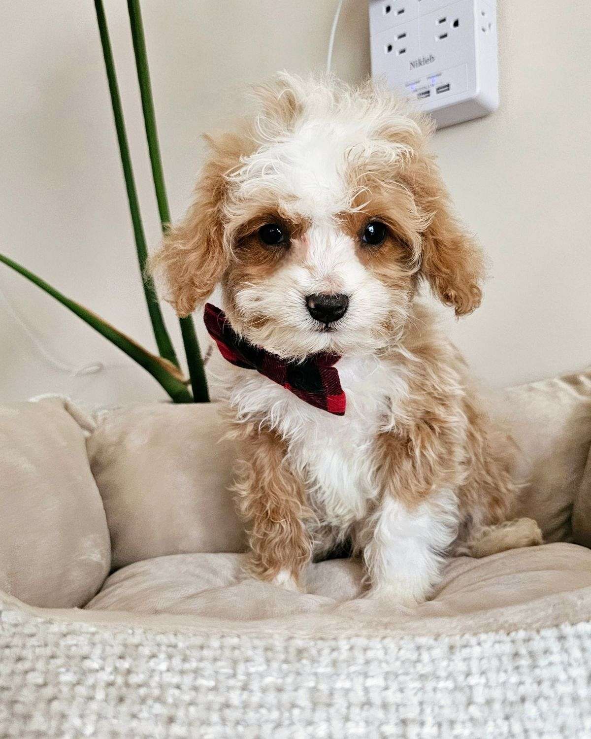 Adorable F1Toy CavaPoo Puppy