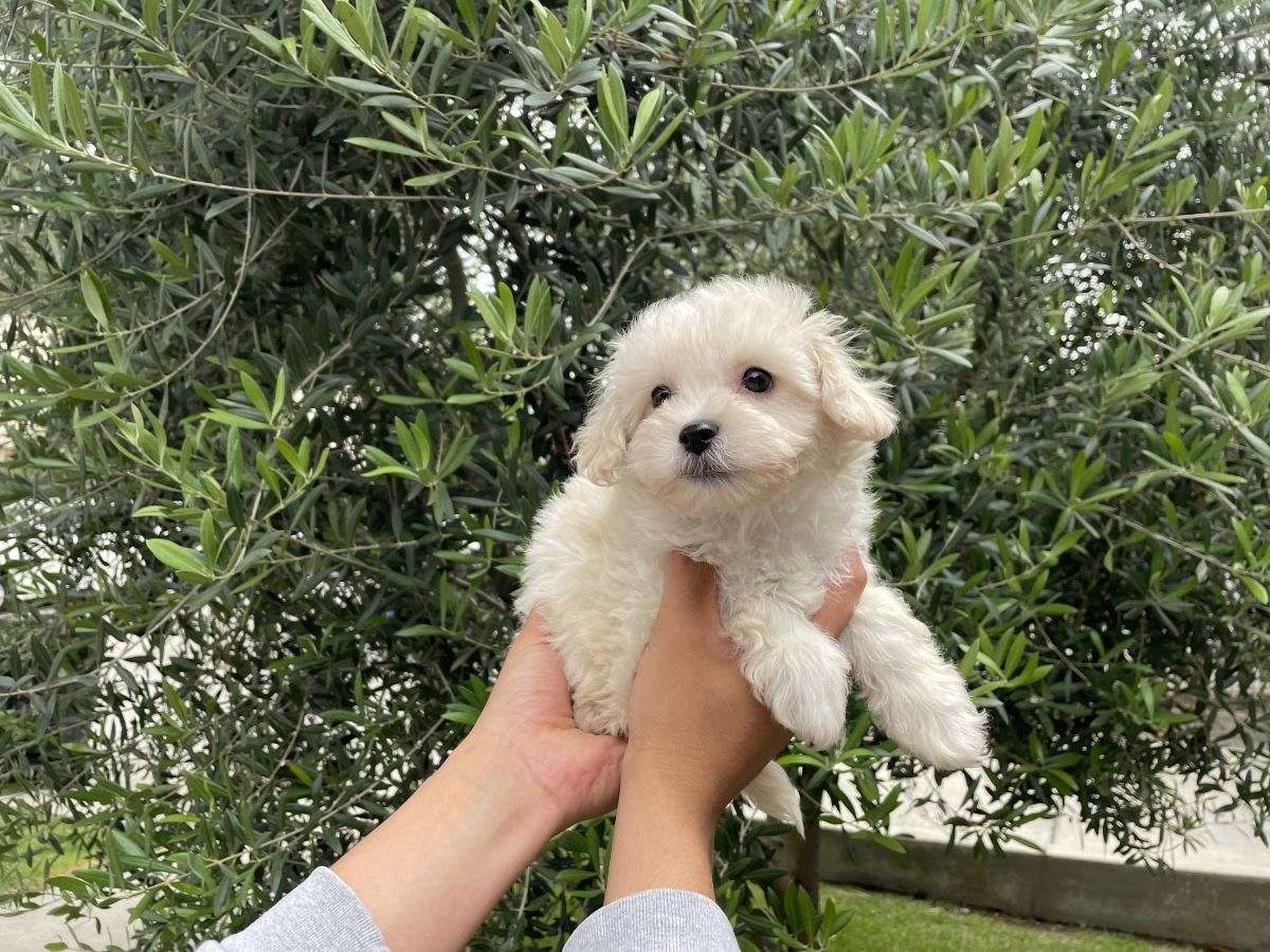 Gorgeous Maltipoo Puppies