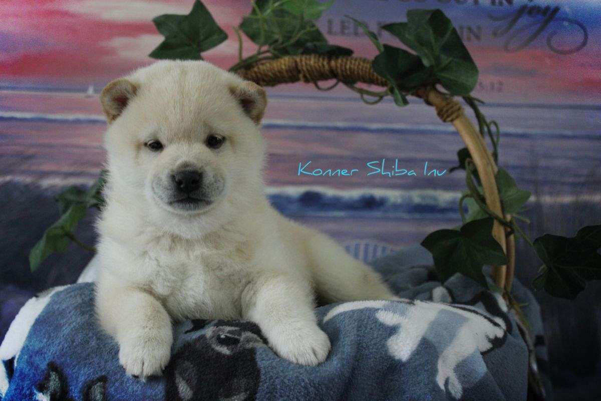 Konner Male AKC Shiba Inu