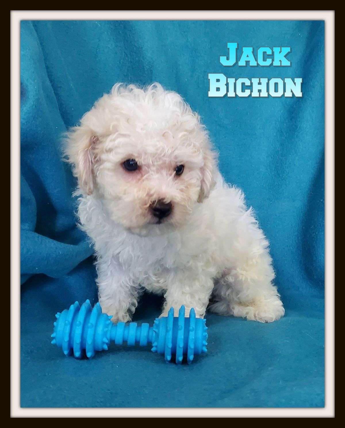 Jack Male APRI Bichon Frise