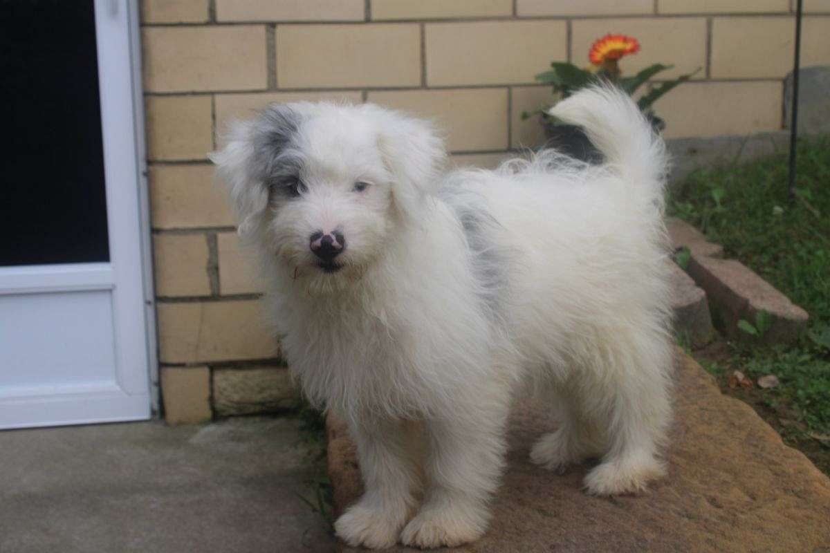 Snowball Male Pomeranian Poodle Mix