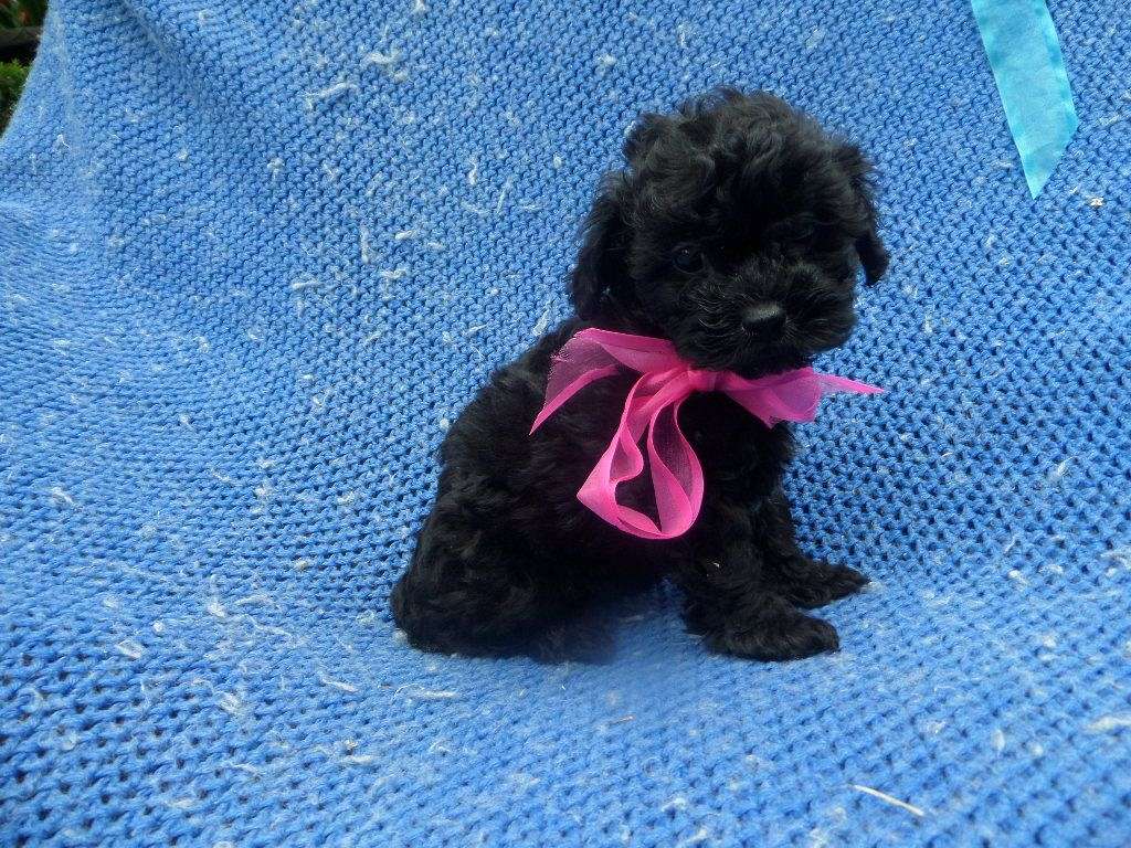 Toy Poodle Puppies