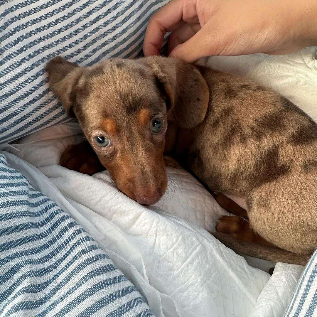 Mini short hair Dachshund Dexter