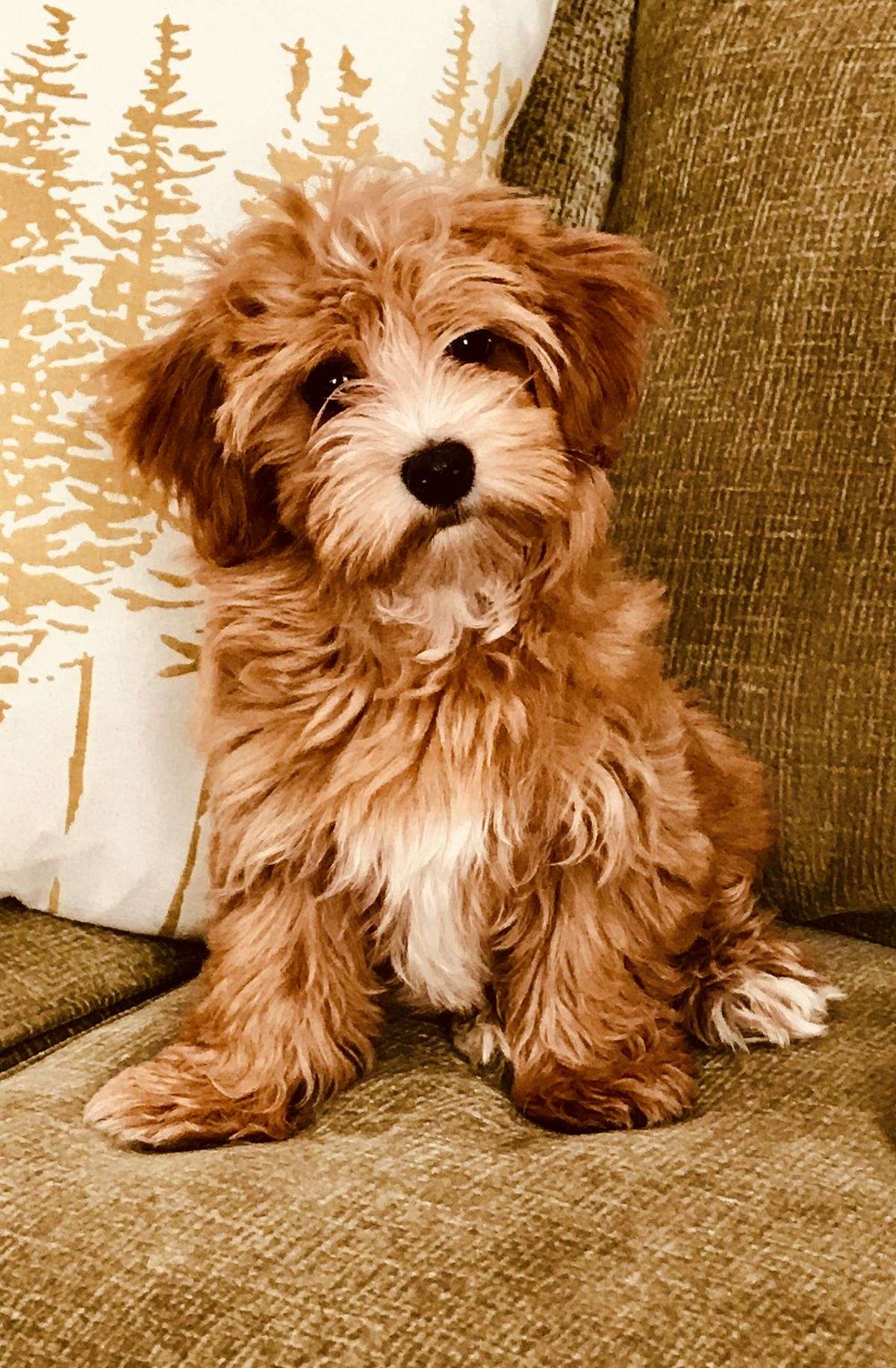 Coastal Havapoo & Cavapoo Puppies