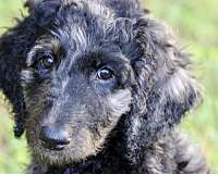 mixed-blue-merle-hypoallergenic-goldendoodle