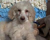 genetically-health-tested-standard-poodle