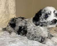 up-to-date-shots-miniature-aussiedoodle