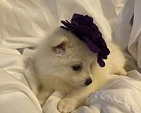 mixed-biscuit-white-double-coated-pomeranian