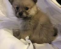 biscuit-white-double-coated-pomeranian