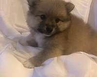 biscuit-white-mixed-pomeranian