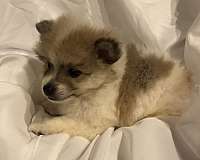 biscuit-white-small-pomeranian